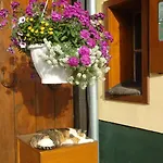 Pension-greimelbacherhof Ramsau am Dachstein