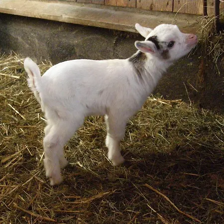 Pension-greimelbacherhof Pensionat 3*