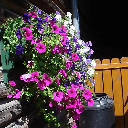 Konukevi Pension-greimelbacherhof Ramsau am Dachstein