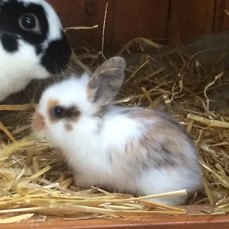 Pension-greimelbacherhof 3* Ramsau am Dachstein