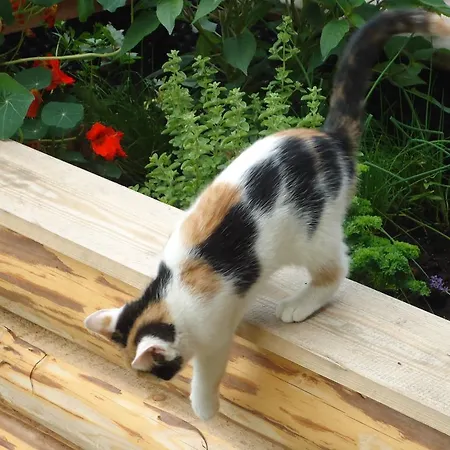 Pension-greimelbacherhof Pensionat Ramsau am Dachstein