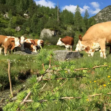 Konukevi Pension-greimelbacherhof Ramsau am Dachstein