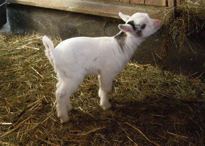 Pension-greimelbacherhof Pensjonat 3*