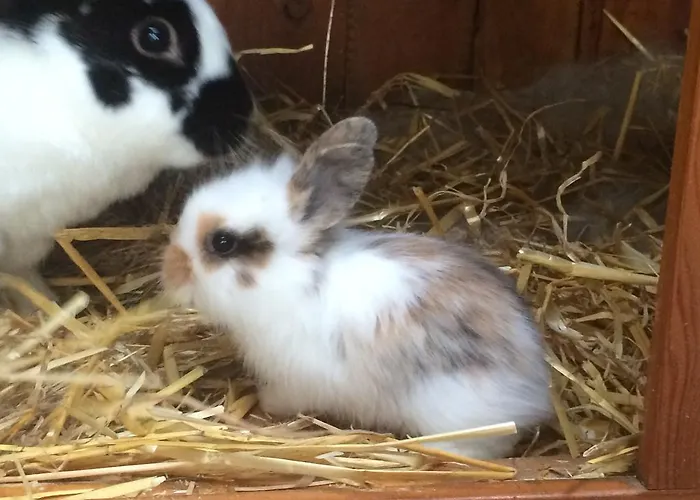 Pension-greimelbacherhof 3* Ramsau am Dachstein