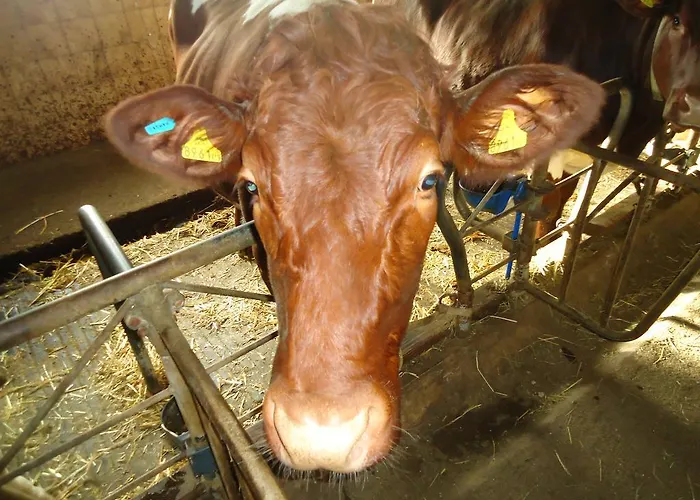 Pension-greimelbacherhof Pensjonat