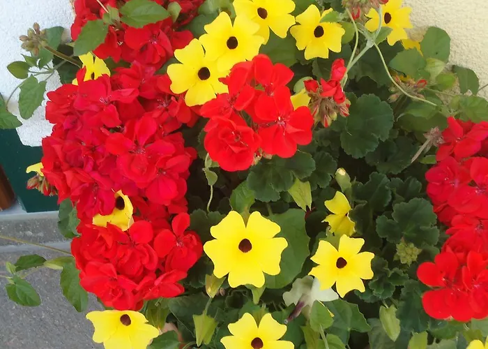 Pension-greimelbacherhof Ramsau am Dachstein