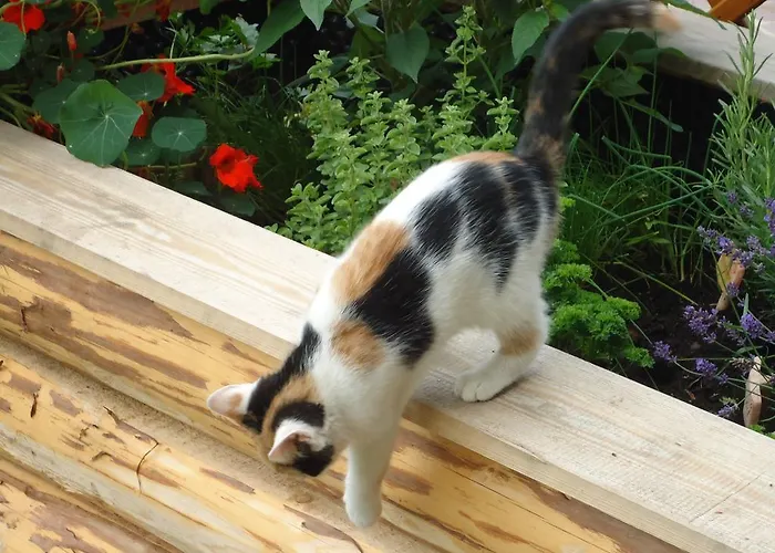 Pension-greimelbacherhof Pensjonat Ramsau am Dachstein